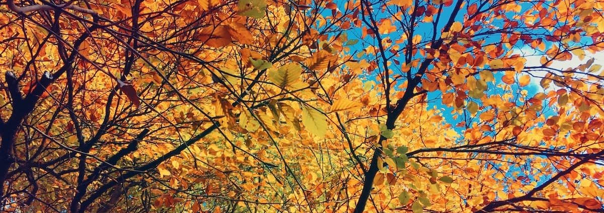 Autumn Trees