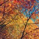Autumn Trees